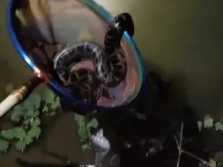 钓鱼惊魂，误以为废轮胎，实则大蟒蛇潜伏