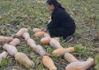河南13死追尾事故，车主被警方控制